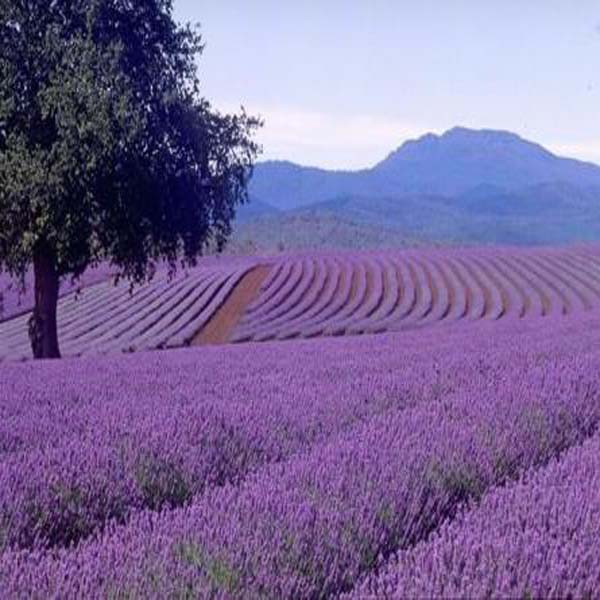 LAVANDER NATURAL